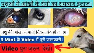 गया भैस की आंखों से पानी और आंसु का इलाज | cow buffalo tearing problem solution.