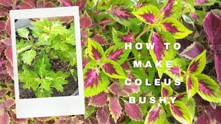 #How to grow Coleus||How to propagate Coleus through cuttings||How to make Coleus bushy.