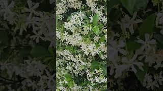 Australian Flowers 🇦🇨🇦🇨 Gorgeous Jasmin❤️❤️#flowers #garden #nature #gardening #jasmin #plants