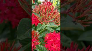 #ixora #flowers #shorts #gardening