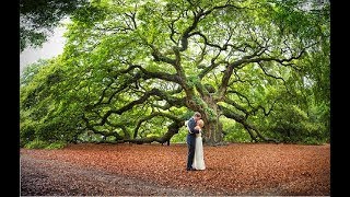 Top 16 Amazing Trees in The World -2017