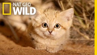 Sand Cat Kittens Filmed in the Wild for First Time | Nat Geo Wild