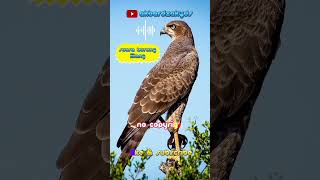 suara burung Elang no copyright #shorts #elang