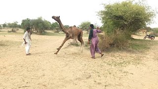 villagers catching the camel