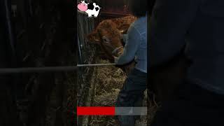 travail cervicales sur une vache limousine