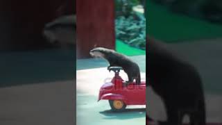 Did you know that there is a driving school for Otters?