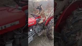 Farmer Dog tiktok sasabakardimilic