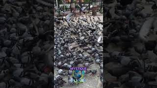 The Surprising World of Pigeons