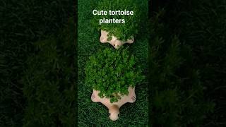 Cute tortoise planters#cute planters for balcony#tortoise#sedum plant#shorts