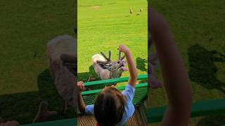 Kids farm adventure #fun #playtime #adventure