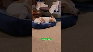 For the love of Vlogmas2023 Day 7 #short #dogmama