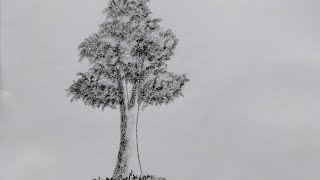 Easy pencil drawing of a tree for beginners