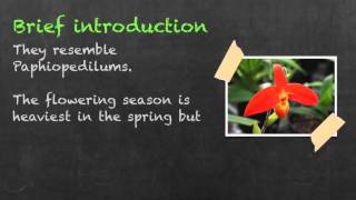 Introduction to Phragmipedium Orchids