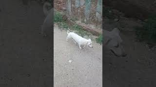 #dog white dog my lovelly dog