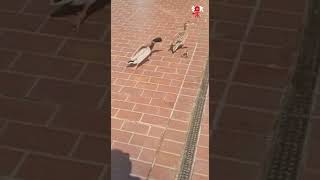 short#Ugly#Duckling#funny