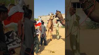 The camels are crying together #shorts  #shortvideo  #youtubeshorts