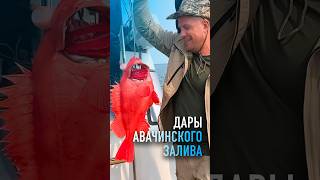 Красный МОРСКОЙ ОКУНЬ! Дары Авачинского залива! #камчатка #рыбалканакамчатке #рыбалка #михаилграчев