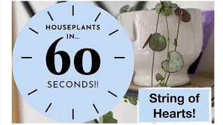 String of Hearts | Houseplants In 60 Seconds!