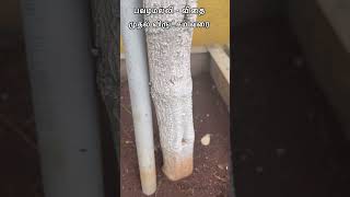 பவழமல்லி - விதை முதல் விருட்சம் வரை #gardenervinu #terracegarden #gardenshorts #மாடித்தோட்டம்