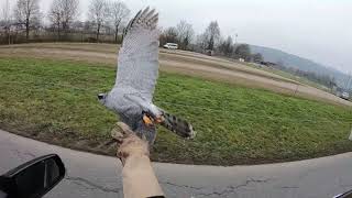 Goshawk vs Crows 22