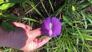 Butterfly Pea