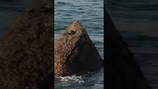 Chungungos jugando y pescando en las rocas