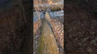 Let's run aross the stream on a fallen tree 🏃‍♂️🏞🐦#nature #stream #relaxing #fun #scenery