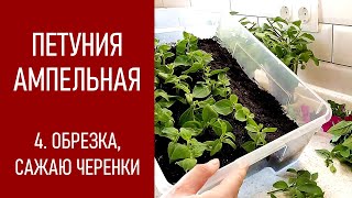 ПЕТУНИЯ - ЛЕГКО! Целая клумба из одной петунии! Обрезка и черенкование петуний