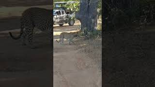 YALA NATIONAL PARK WILDLIFE SIGHTINGS:LEOPARD #leopard #bigcats #wildlife