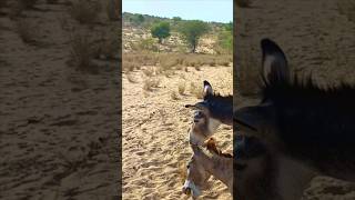 #donkey #happyanimals #youtubeshorts