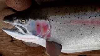 31" Alaskan Rainbow trout by Anglers Choice Fish Mounts.