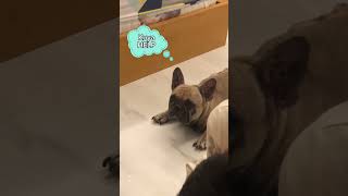 #dog #frenchbulldogs #funny #cute