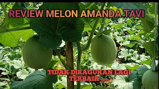 MELON AMANDA TAVI USIA 35HST LAUR BIASA #melon