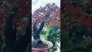 Bonsai dâu tằm-hái trái ngâm rựu #caycanhbaolam #bonsai #caycanh