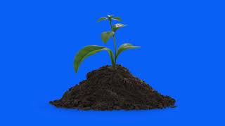 Growing Plant in Soil blue screen