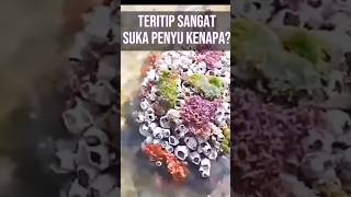 Penyu Laut Adalah Target Utama Tertitip atau Bernacle #animals #faktahewan #faktamenarik