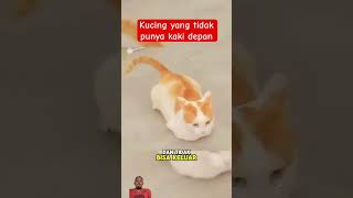 Kucing yang tidak punya kaki depan#shorts