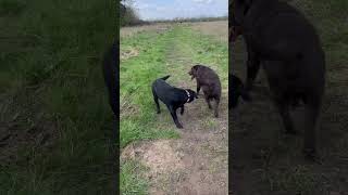 Labrador Bella And Bear. Fun In The Field. #labrador #dog