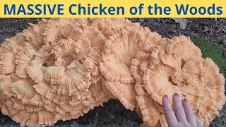 Massive Chicken of the Woods!