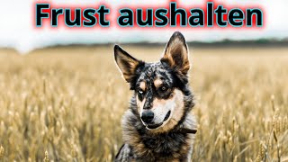 Warum unsere Hunde immer weniger Frust aushalten! 5 Übungen für starke Frustrationstoleranz!