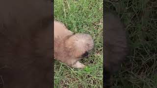 🐶SMALLEST BREED || POMERANIAN || CUTEST PUPPY IN THE WORLD