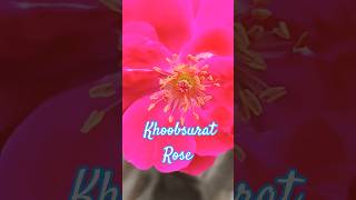 Khoobsurat | Khoobsurat Rose | Stree 2@jitendrakamalindore #shorts #ytshorts #rose #trending #gulab