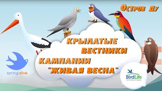 Кампания "Живая весна" - Наблюдение за птицами | Природа Беларуси в видеоблоге "Остров Ду"