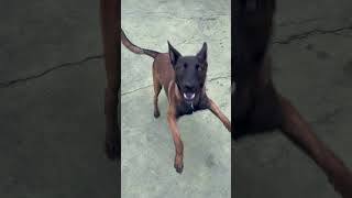 Belgian Malinois aggressive 🔥 | dr shek | #shorts