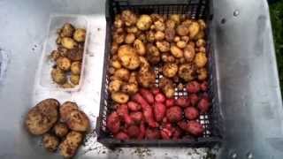 Огород без хлопот - Картофель из семян ( уборка урожая) / Potato from seed (harvest)