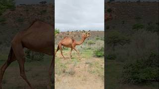 الجمل الأحمر والصحراء الخضراء #ytshorts #camelinthedesert #camellove #shorts