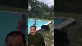 Este jabalí tiene muchas ganas de piscina