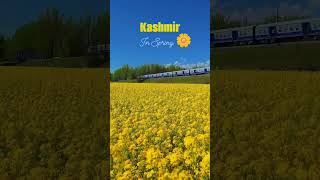 KASHMIR DURING SPRING 🌼🌷#_TRAVEL# SHORTVIDEO #_SPRING #_EXPLORE KASHMIR 🔥❤️