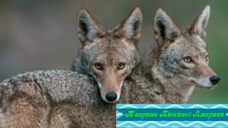 Тварини Північної Америки. Частина перша. Відео для дітей. / Animals of North America. Part One.