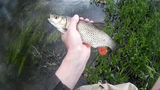 Ловля голавля в проводку на майского жука. Ловля на майского жука. Рыбалка. Fishing.